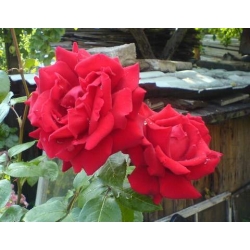 Róża wielkokw krwistoczerwona Burgund rozx2