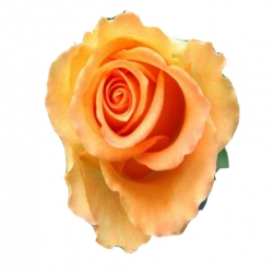 Róża wielkokwiatowa łososiowa Diana de Portie Rwi9