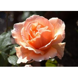 Róża wielkokw łososiowa Diana de Portie rozx9