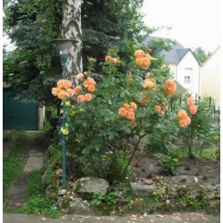 Róża wielkokw łososiowa Diana de Portie rozx9