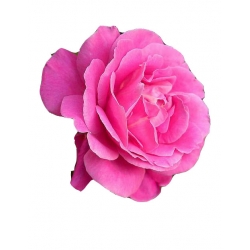 Róża wielkokwiatowa różowa Bel Ange Rwi1