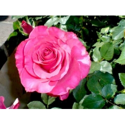 Róża wielkokw różowa Bel Ange rozx1
