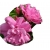 Róża jadalna różowa Passion Rokoko Rja1