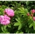 Róża jadalna różowa Passion Rokoko rozx1