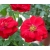 Róża miniaturowa czerwona Ruby Ruby Rmi3