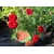 Róża miniaturowa czerwona Ruby Ruby Rmi3