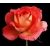 Róża wielkokw bordo-krem Kronenburg rozx15