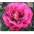 Róża wielkokw bordo-krem Kronenburg rozx15