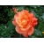 Róża pnąca herbaciana Westerland rozx3
