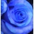 Róża pnąca niebieska Indigolette rozx6