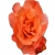Róża pnąca pomarańczowa Caphorn Rpn9