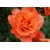 Róża pnąca pomarańczowa Caphorn rozx9
