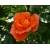 Róża pnąca pomarańczowa Caphorn rozx9