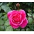 Róża pnąca różowa Parade rozx5