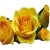 Róża pnąca żółta Goldenstern Rpn4