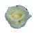 Róża wielkokwiatowa biała Pascali Rwi7