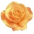 Róża wielkokwiatowa brzoskwiniowa Casanova Rwi5