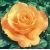 Róża wielkokw brzoskwiniowa Casanova rozx5