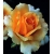 Róża wielkokw brzoskwiniowa Casanova rozx5