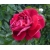 Róża wielkokw ciemnoczerwona Mr Lincoln rozx4