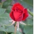 Róża wielkokw czerwona Dama de Coeur rozx3