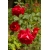 Róża wielkokw czerwona Dama de Coeur rozx3