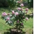 Róża wielkokw różowa Bel Ange rozx1