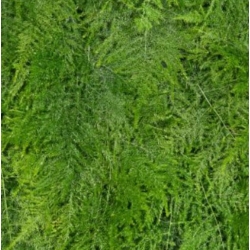 nasiona Asparagus pierzasty swikx263