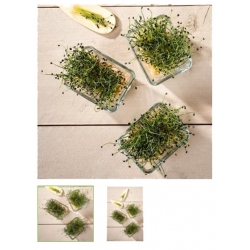 nasiona Microgreens Cebula młode listki swikx42