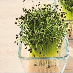 nasiona Microgreens Cebula siedmiolatka młode listki swikx5