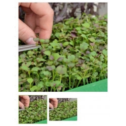 nasiona Microgreens Kapusta mizuna młode listki swikx24