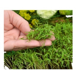 nasiona Microgreens Koper ogrodowy młode listki swikx11