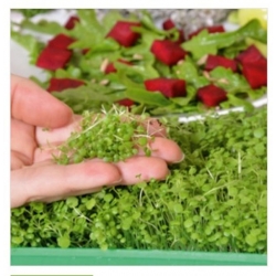 nasiona Microgreens Rukiew wodna młode listki swikx26