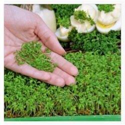 nasiona Microgreens Rzeżucha młode listki swikx14