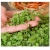 nasiona Microgreens Bazylia Sweet Large młode listki swikx4