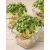 nasiona Microgreens Bazylia Sweet Large młode listki swikx4