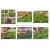 nasiona Microgreens Rukola jednoroczna młode listki swikx33
