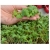 nasiona Microgreens Rzodkiewka czerwona młode listki swikx3