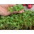 nasiona Microgreens Rzodkiewka młode listki swikx46