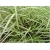  trawa Turzyca japonska Morrowa variegata Tr10