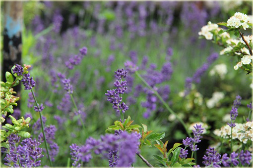 Lawenda wąskolistna Essence Purple Lavandula angustifolia