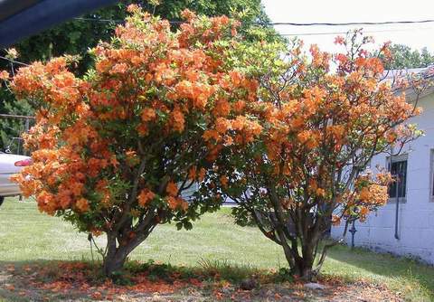 Azalia wielkokwiatowa Speks orange Azalea Speks orange