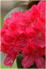 Rododendron jakuszimański Astrid Rhododendron yakushimanum Astrid