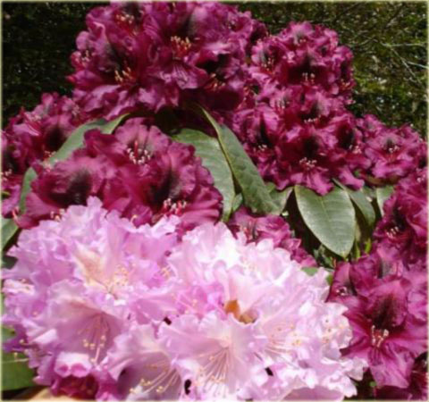 Rododendron jakuszimański Caroline Allbrook - Rhododendron yakushimanum Caroline Allbrook