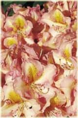 Różanecznik wielkokwiatowy Fluidum Rhododendron Fluidum