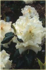 Rododendron williamsianum Gartendirektor Rieger Rhododendron williamsianum Gartendirektor Rieger