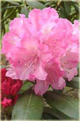 Rododendron jakuszimański Kalinka Rhododendron yakushimanum Kalinka