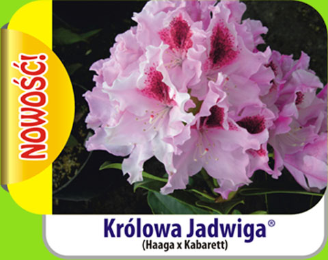 Rhododendron Królowa Jadwiga Rododendron królewski Królowa Jadwiga