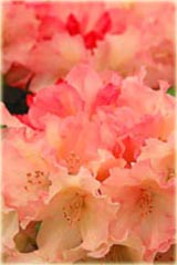 Rododendron jakuszimański Loreley Rhododendron Yakushimanum Loreley