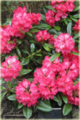 Rododendron jakuszimański Morgenrot Rhododendron yakushimanum Morgenrot